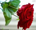 Ένα όμορφο τριαντάφυλλο